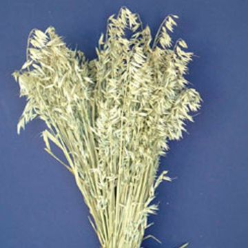 Avena / Oats