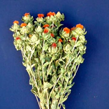 Carthamus