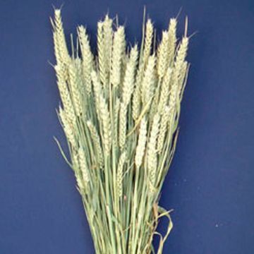 Wheat